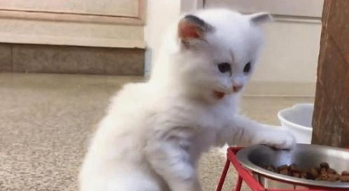 奶猫多久能吃猫粮