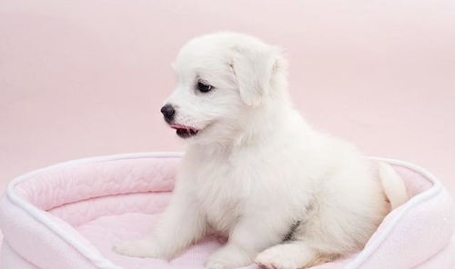 如何增强幼犬免疫力