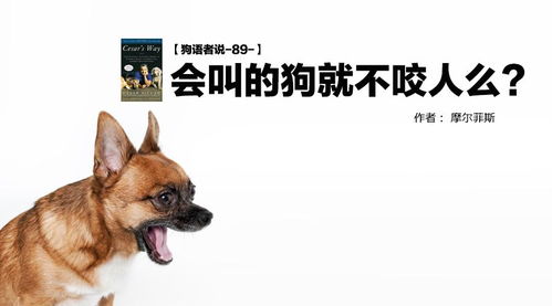 如何小狗不要叫