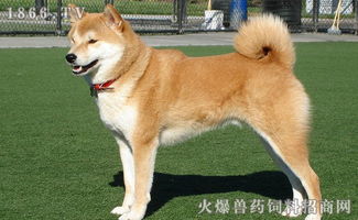 家里养秋田犬怎么样