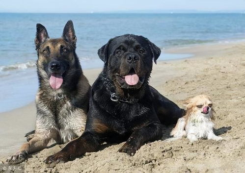 罗威纳犬和德牧哪个凶