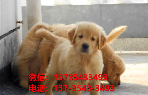 宜昌哪里可以买狗