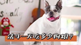 法斗适合吃哪些狗粮好