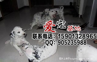 斑点狗适合哪里养