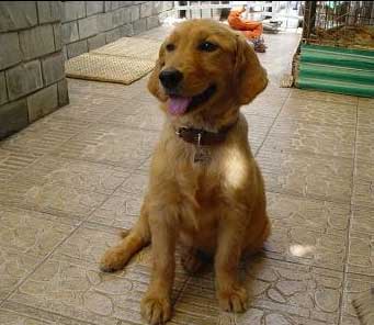 如何训练犬坐下