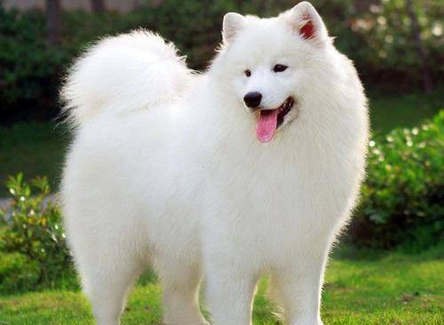 类似萨摩耶犬的狗有哪些