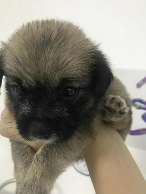 福州哪里能领养小狗