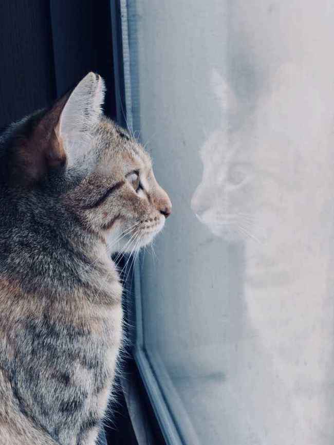 如何殴打猫咪