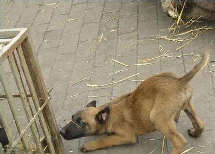 马犬如何看纯不纯
