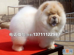 广州哪里有卖松狮犬
