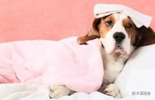 狗狗的病状都有哪些