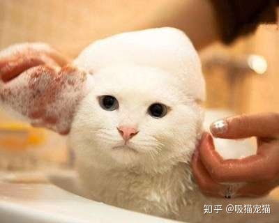 猫多久开始可以洗澡