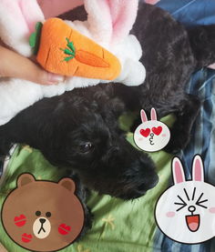 狗狗剃了毛多久长出来
