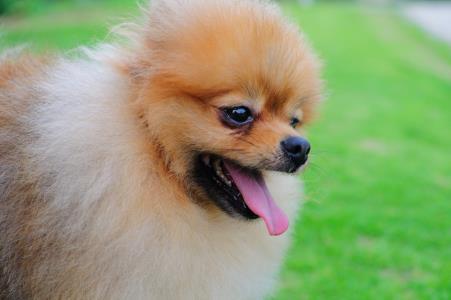 怎么样辨别博美犬