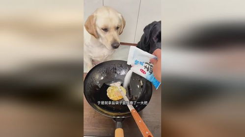 小狗吃太多盐会怎么样