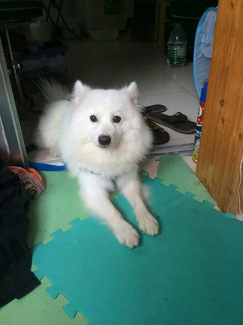 贵阳哪里可以带狗狗玩