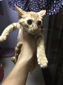 猫鼻子皮肤病有哪些症状