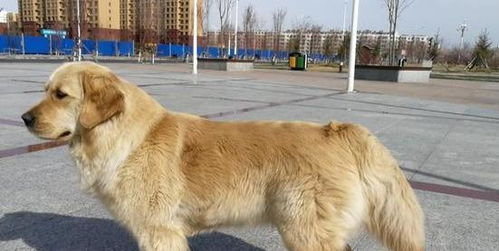 金毛狗夏天剃毛怎么样