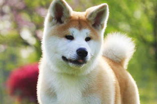 秋田犬怀孕多久生子