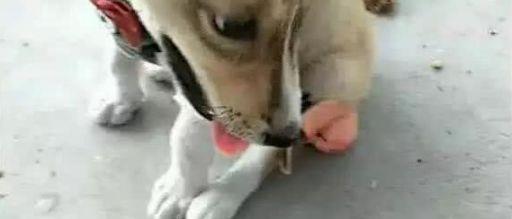 怎么样才能使狗不怀孕