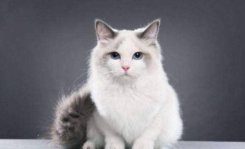 布偶猫多久喂蛋黄