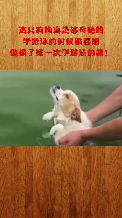 狗游泳时间是多久