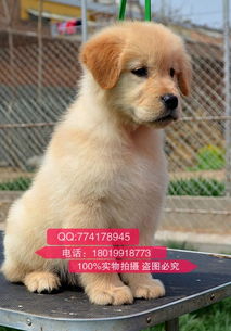 南昌哪里有卖狗狗地方