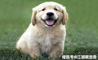 如何快速认识狗狗