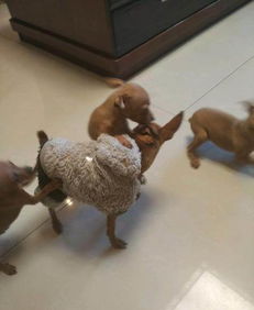 鹿犬全黑和包金哪个好
