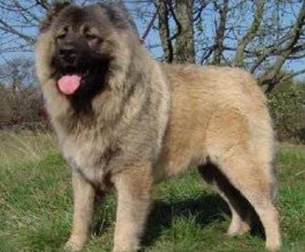 在哪里能买到川东犬