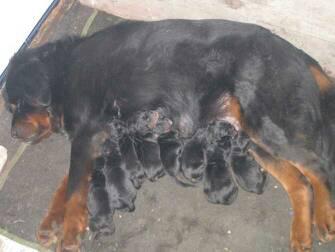 昆明昆明犬哪里买