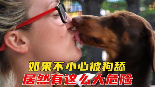 小狗舔到伤口会怎么样