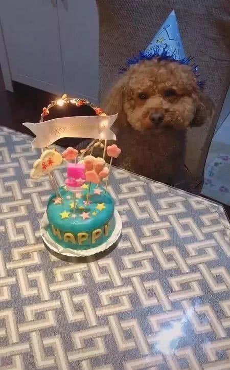 泰迪狗吃蛋糕会怎么样