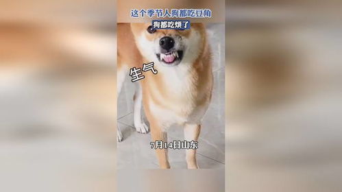 狗能吃豆角吗