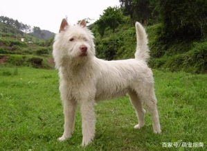 如何选购猎犬