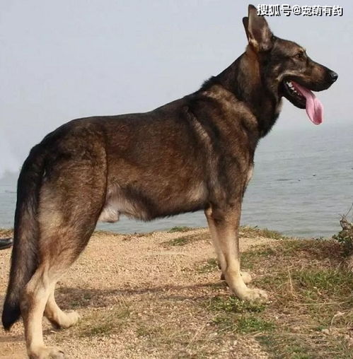 昆明犬和德牧哪个厉害