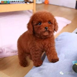 幼犬到家多久可以喂食