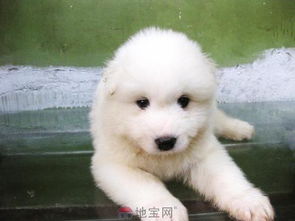 牧羊犬和萨摩耶哪个好养