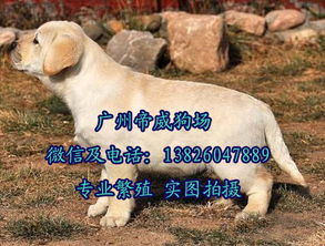 中山哪里有专门卖狗