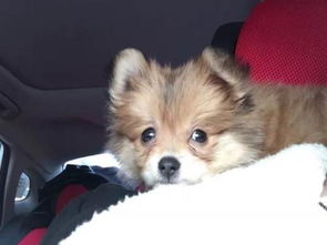 博美犬多久打一次疫苗