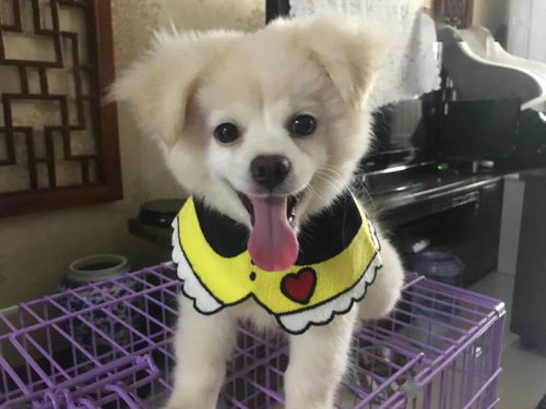 哪里可以领养到宠物狗