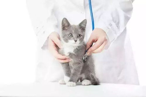 如何预防猫咪生病