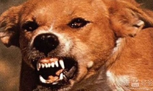 狗有狂犬病多久发作