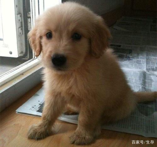 幼犬建议多久补钙最好