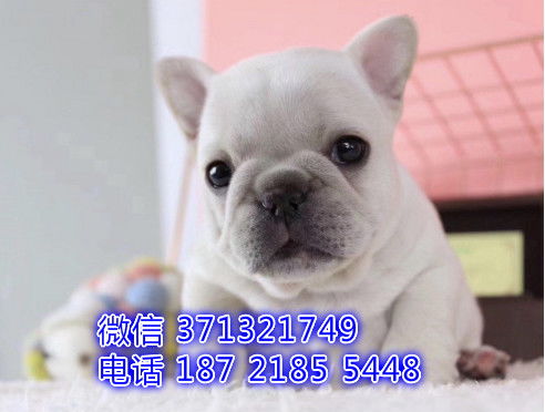 养法斗狗注意哪些
