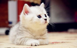小猫多久才能自己排便