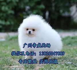 广州哪里有卖博美犬