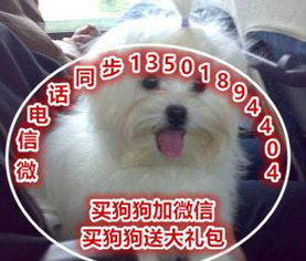 天水哪里有狗卖
