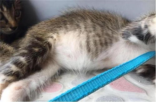 猫传腹症状有哪些