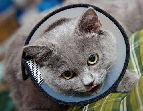 如何养胖母猫脸